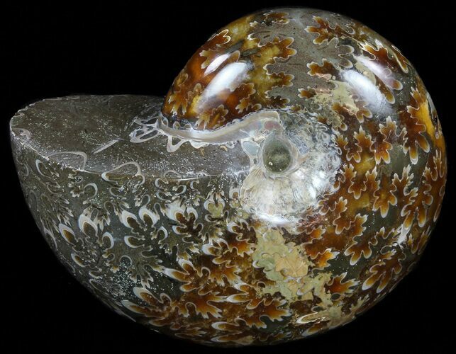 Polished, Agatized Ammonite - Madagascar #59915